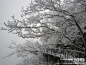 雪色天门 雾凇花开,张家界, 寂泠雨旅游攻略