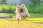 cute-puppies-pomeranian-mixed-breed-pekingese-dog-run-grass-with-happiness_34266-1082.jpg (2000×1333)