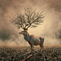 Surreal Photo Manipulations by Caras Ionut surreal digital conceptual 
