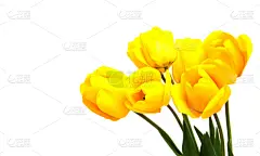 郁金香,春天,美,贺卡,留白,复活节,水平画幅,情人节,夏天,明亮
