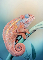 Pink Chameleon by HALEX | lovely creatures