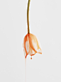 jorgobé-still-life-series-2020-20B