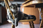 Cat, chair, cat on chair and pet HD photo by Kari Shea (@karishea) on Unsplash : Download this photo by Kari Shea (@karishea)