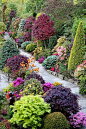 A1 Pictures: Beautiful combination of shrubs, trees & ...