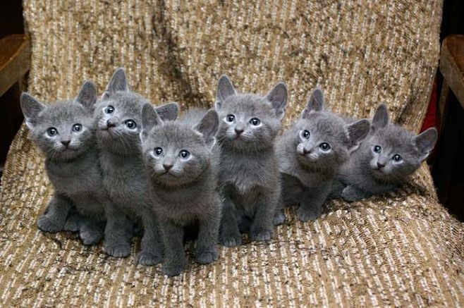 Russian Blue Babies:...