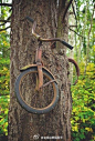 1914年，一个小男孩把自行车锁在了树上后就去参加战争了，从此以后，他却再也没有回来，而那辆自行车，也被永远地留在那里