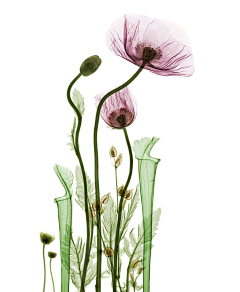 一樂拉面咻咻咻采集到花&花瓣&植物 素材