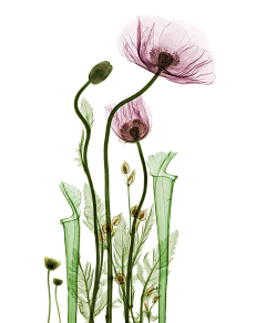 DtmNYxAU采集到花，植物