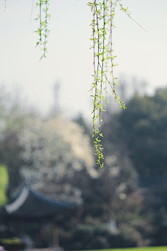 唱花鼓采集到十二/留季