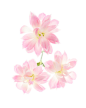 影棚拍摄,花,头状花序,花瓣,康乃馨_152864017_Star Cherry Carnation_创意图片_Getty Images China