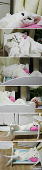 这只可爱的白猫叫做SUEKO，来自日本，她已经20岁了哟，她出生在1992年4月25日，她的主人非常爱她，定期带她检查身体，把她打扮的干干净净，她还有自己专用的小床，小枕头，小被子