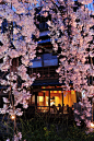 祇園の宵桜食欲いっぱいで美食を_Japan²