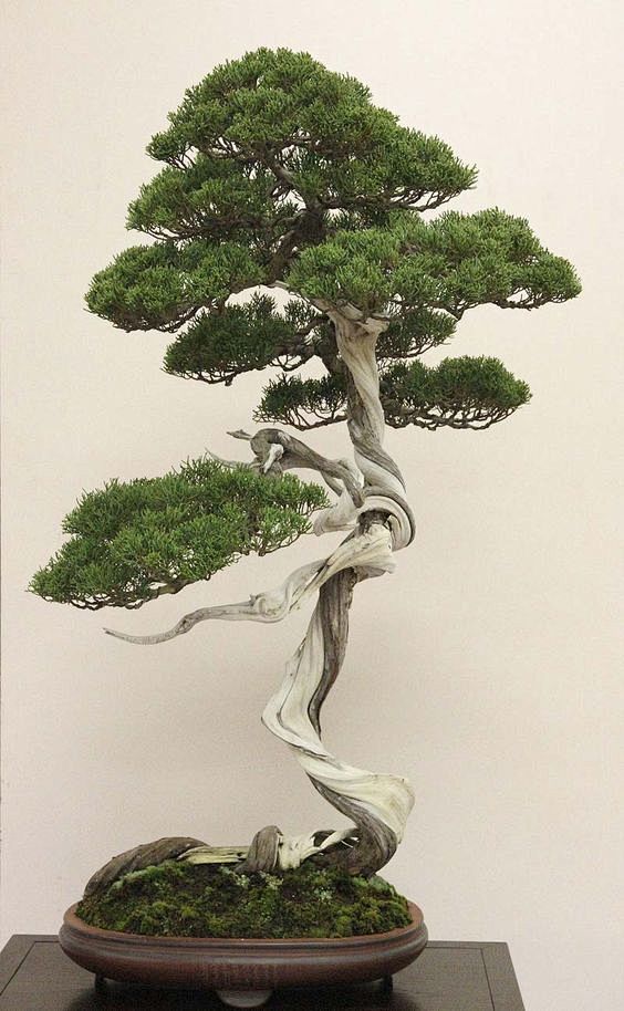 cotoneaster bonsai -...