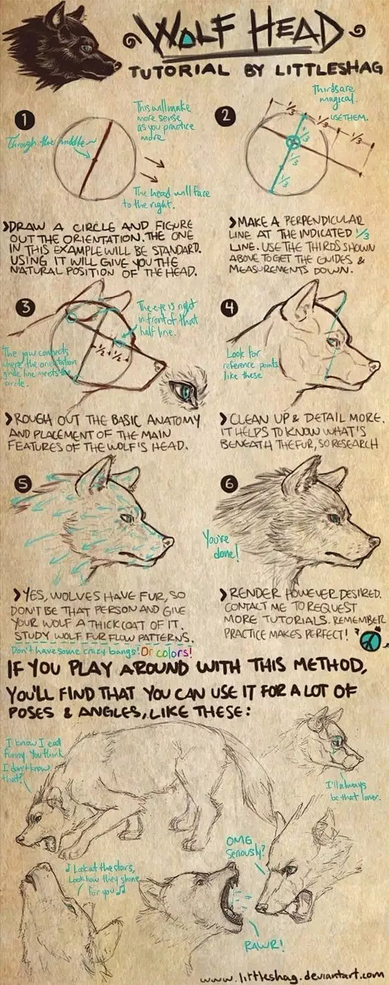 【绘画参考】狼的绘画参考~如何画出形态眼...