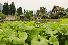 叁生樹采集到植物