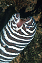 鳗鲡目·海鳝科：斑马裸胸鳝