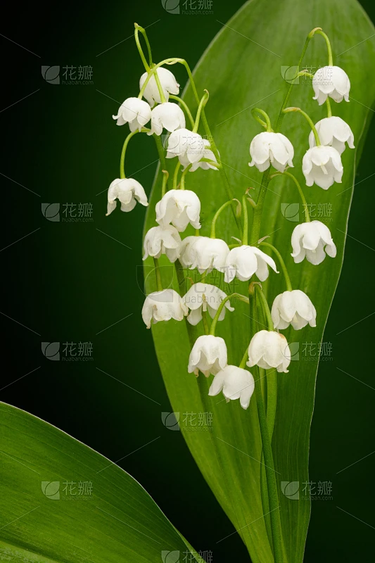 铃兰,五月花号船,垂直画幅,芳香的,枝繁叶茂,五月,草,特写,仅一朵花,百合花素材-花瓣网