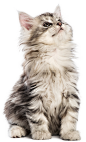 小猫123