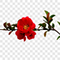 红色树枝上的石榴花产品实物PNG图片➤来自 PNG搜索网 pngss.com 免费免扣png素材下载！