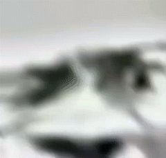 抖音超火震惊熊猫头表情包_惊讶熊猫头张嘴3D转场-皮蛋表情包