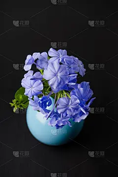 花瓶里有蓝色的梅花