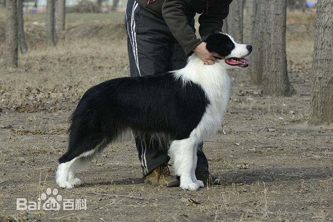 边境牧羊犬（Border Collie）...