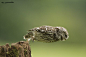 "Suspense" by Sylwia Domaradzka | 500px. "A little owl that forgot to spread its wings."