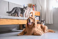 点击来源直接获取大图文件 |英国短毛猫和金毛寻回犬 
