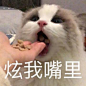 可爱猫猫头表情包[送... - @办公室实习渔夫的微博 - 微博
