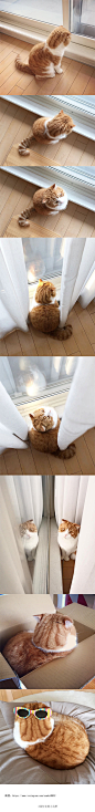 小橘猫Maru的背影，感觉它急需我的一个抱抱 ​​​​