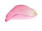 点缀素材 花瓣  PNG
