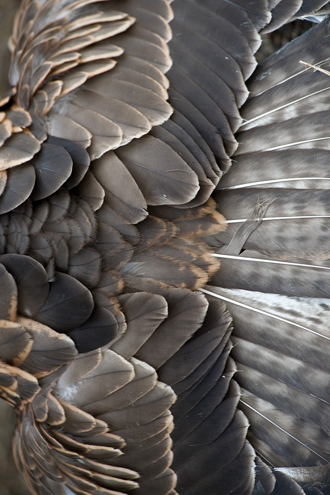 #Feathers #Texture: 