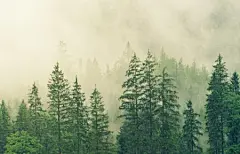 绿色树林3440x1440风景壁纸