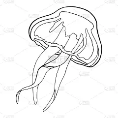 大纲水母。手绘黑白矢量插图。美杜莎轮廓着色书，印刷，装饰，包装，横幅，海报。