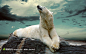 爬着仰头的北极熊摄影素材