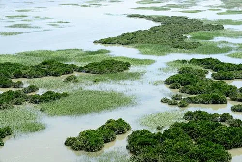 红树林_百度图片搜索-花瓣网