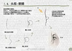 干货，信息量很大，人体基础知识讲解之头部五官篇！非常详细的讲解及分析！【学画画一年只需499元，13号上调学费！搜索：轻微课官网或咨询QQ：976988694】 ​​​​