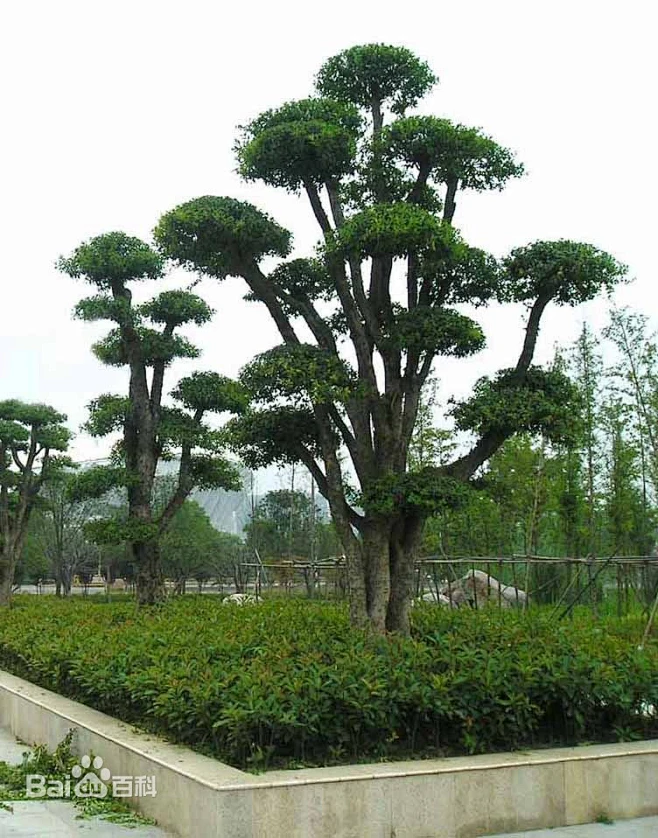 柞树图片_百度百科-花瓣网