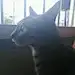 喵九酱-！
