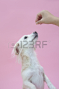 Mix Dog To See The Hand Of Man 正版图片 123RF中国 - 高质量免版税图片库. Image 46887751.