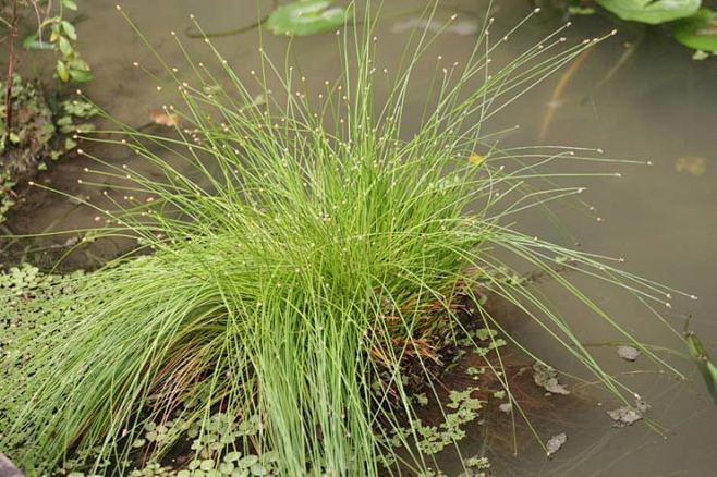 chestnut 学名:eleocharis dulcis),又名马蹄,水栗,芍,凫茈,乌芋,菩荠