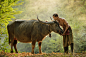 Buffalo, China, Culture, Life, Light, Photography, Raylight, Smoke, Sunlight, Thai, Saravut Whanset