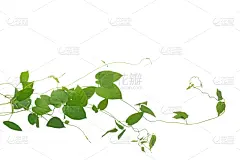 黄花九轮草,植物,叶子,有蔓植物,绿色,攀缘植物,背景分离,草药,心型,藤蔓植物