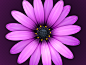 Textmate 2-I had the pleasure of working on the new app icon for Textmate 2. I think all my favorite icon projects have been nature related :D