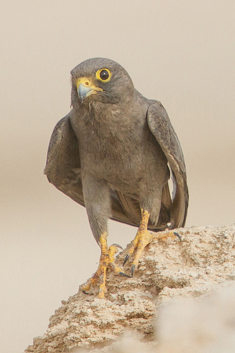 隼形目隼科隼属烟色隼