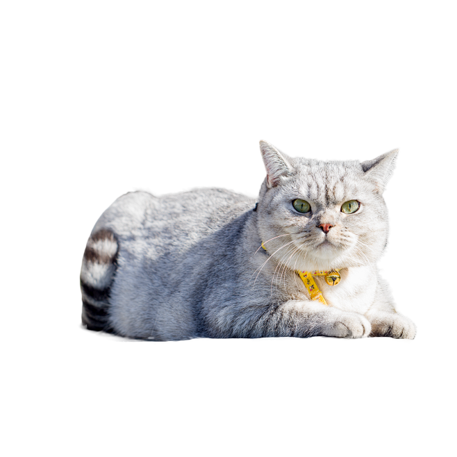 猫png