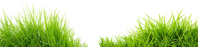 grass_PNG4936.png (4...