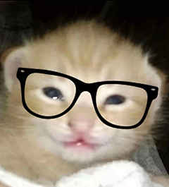 常慕有陆茉子采集到meme表情包