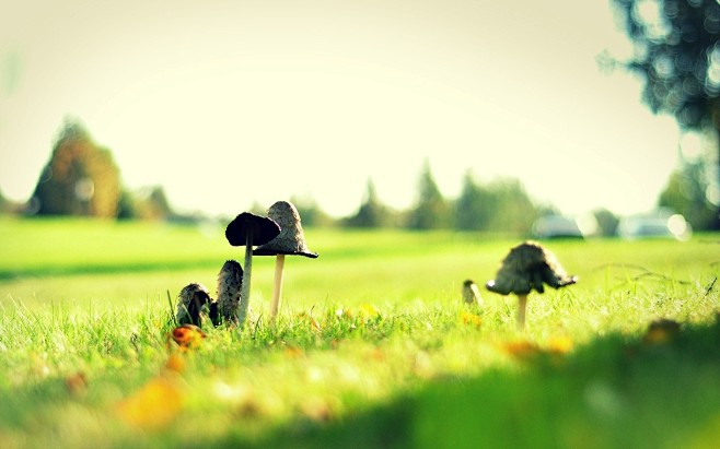 grass macro mushroom...