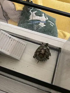 龟粮小乌龟饲料巴西龟草龟鳄龟开口龟苗小龟专用粮龟食物幼龟通用-tmall.com天猫